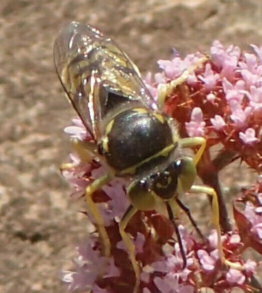 High Resolution Bembix sp. Animal